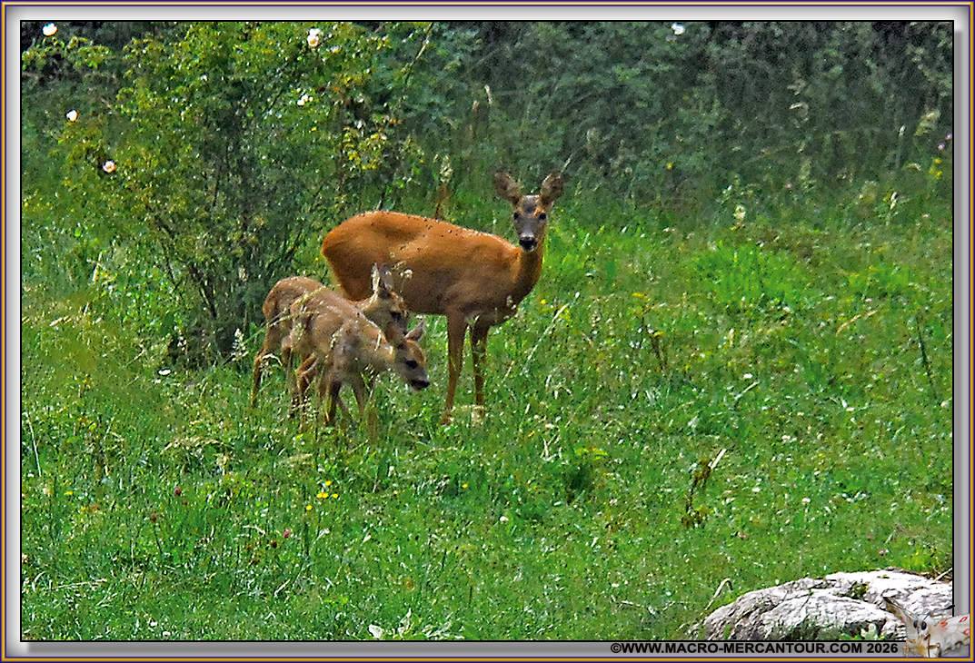 09-BICHE -FAONS006503@3x copie
